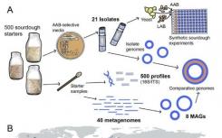 科学家探索酵母发酵剂中的微生物多样性