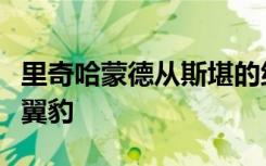 里奇哈蒙德从斯堪的纳维亚电影中购买斯巴鲁翼豹